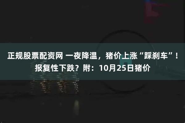 正规股票配资网 一夜降温，猪价上涨“踩刹车”！报复性下跌？附：10月25日猪价